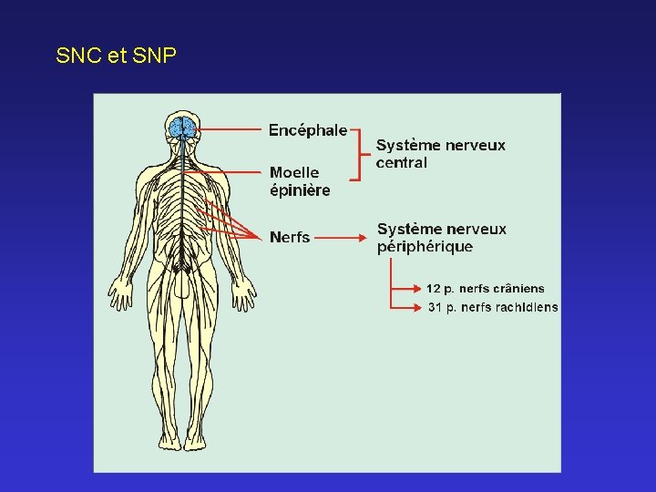 SNC et SNP 