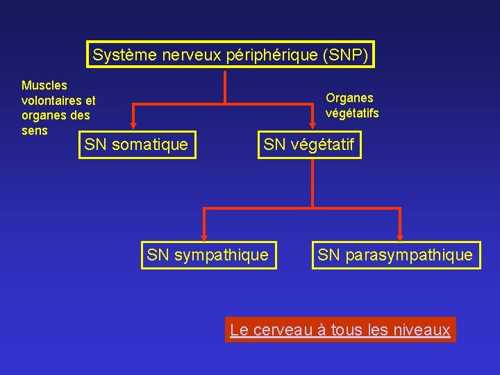 Système nerveux périphérique (SNP) Muscles volontaires et organes des sens Organes végétatifs SN somatique