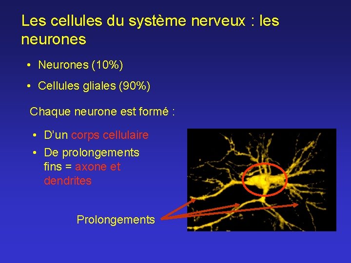 Les cellules du système nerveux : les neurones • Neurones (10%) • Cellules gliales