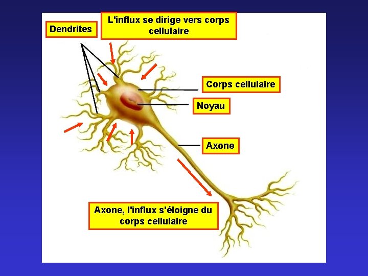 Dendrites L'influx se dirige vers corps cellulaire Corps cellulaire Noyau Axone, l'influx s'éloigne du