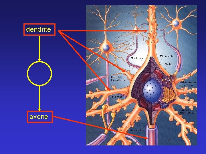 dendrite axone 
