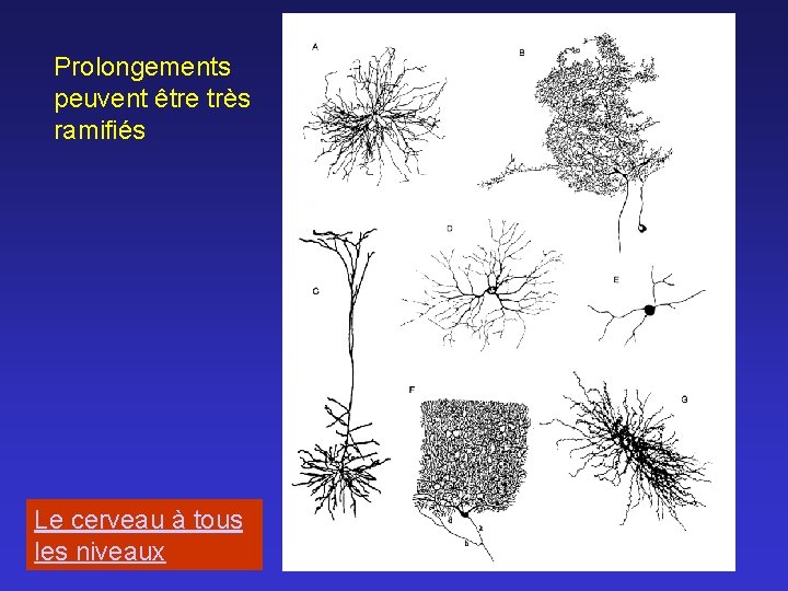 Prolongements peuvent être très ramifiés Le cerveau à tous les niveaux 