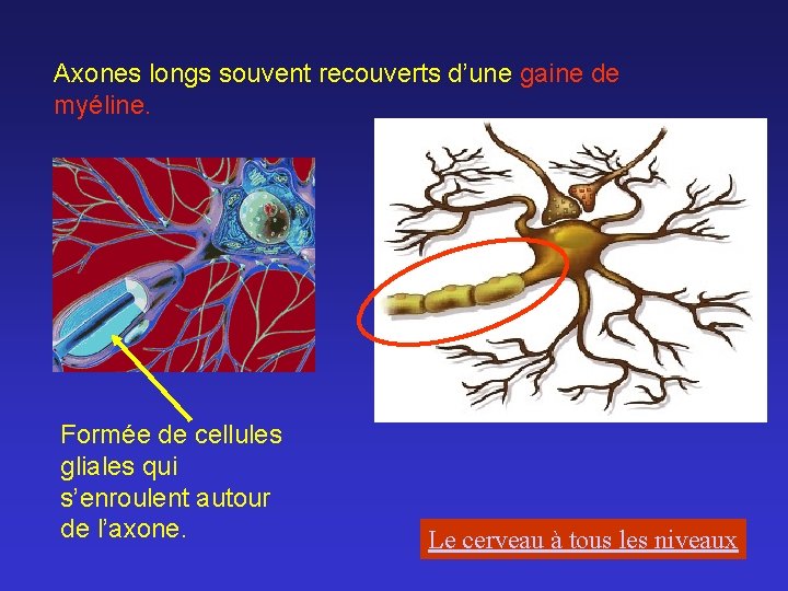 Axones longs souvent recouverts d’une gaine de myéline. Formée de cellules gliales qui s’enroulent