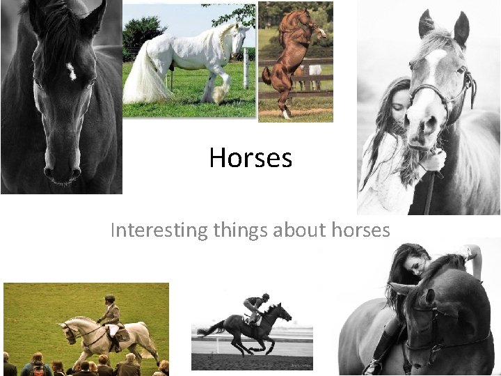 Horses Interesting things about horses 