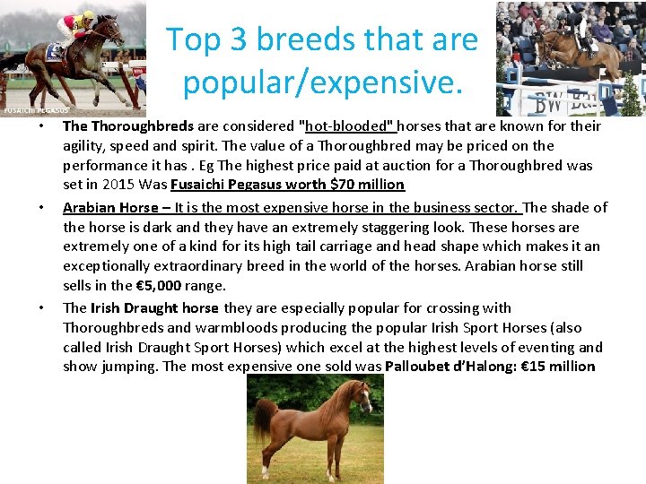 Top 3 breeds that are popular/expensive. • • • The Thoroughbreds are considered "hot-blooded"