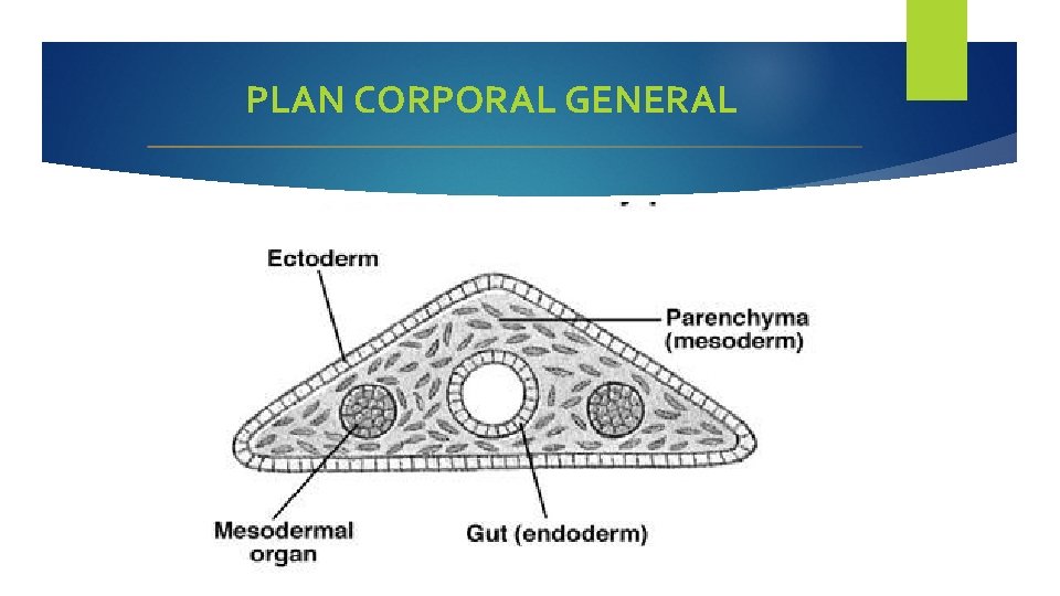 PLAN CORPORAL GENERAL 