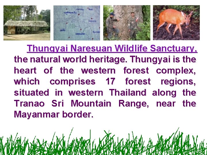 Thungyai Naresuan Wildlife Sanctuary, the natural world heritage. Thungyai is the heart of the