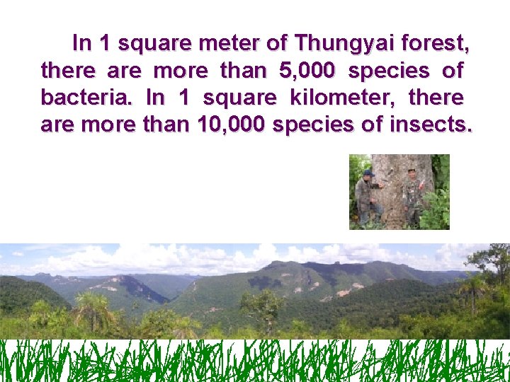 In 1 square meter of Thungyai forest, there are more than 5, 000 species In 1 square meter of Thungyai forest, there are more than 5, 000 species