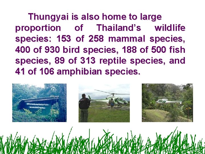 Thungyai is also home to large proportion of Thailand’s wildlife species: 153 of 258