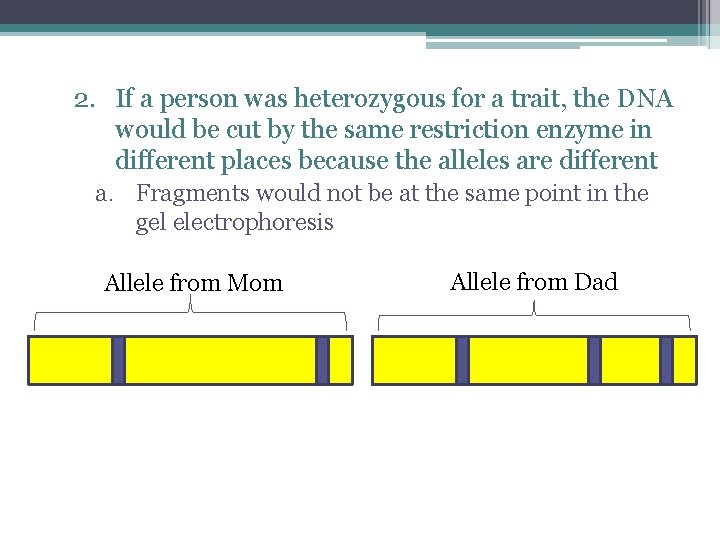 2. If a person was heterozygous for a trait, the DNA would be cut