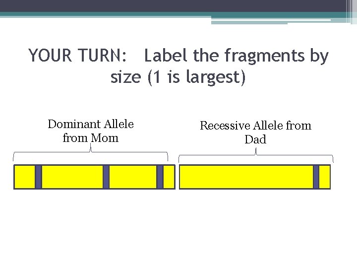 YOUR TURN: Label the fragments by size (1 is largest) Dominant Allele from Mom