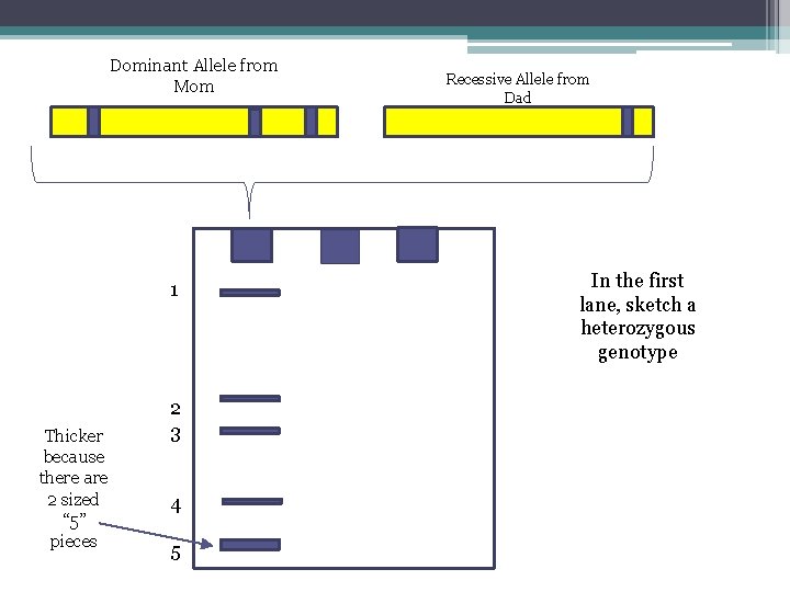 Dominant Allele from Mom 1 Thicker because there are 2 sized “ 5” pieces
