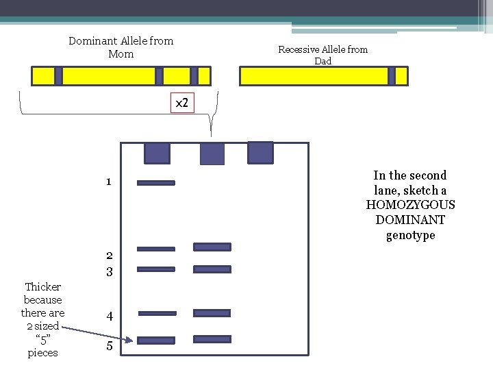 Dominant Allele from Mom Recessive Allele from Dad x 2 1 2 3 Thicker