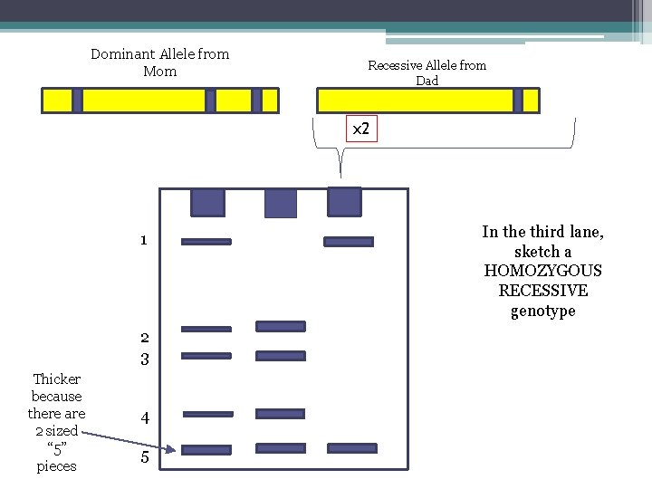 Dominant Allele from Mom Recessive Allele from Dad x 2 1 2 3 Thicker