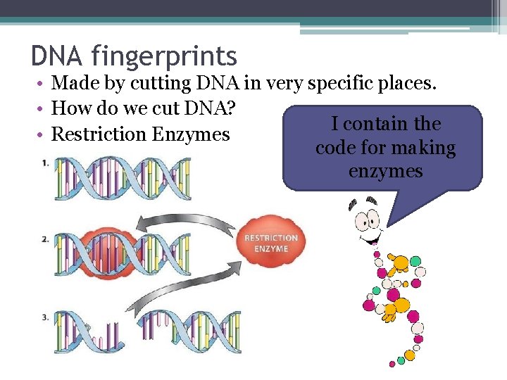 DNA fingerprints • Made by cutting DNA in very specific places. • How do