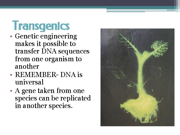 Transgenics • Genetic engineering makes it possible to transfer DNA sequences from one organism
