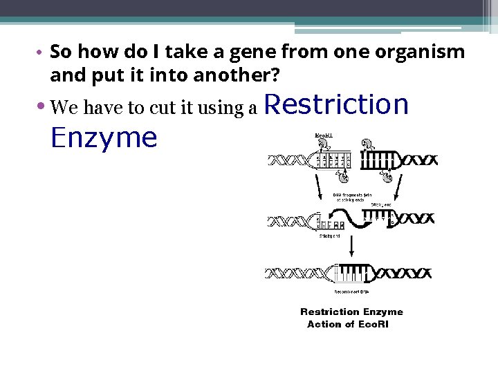  • So how do I take a gene from one organism and put
