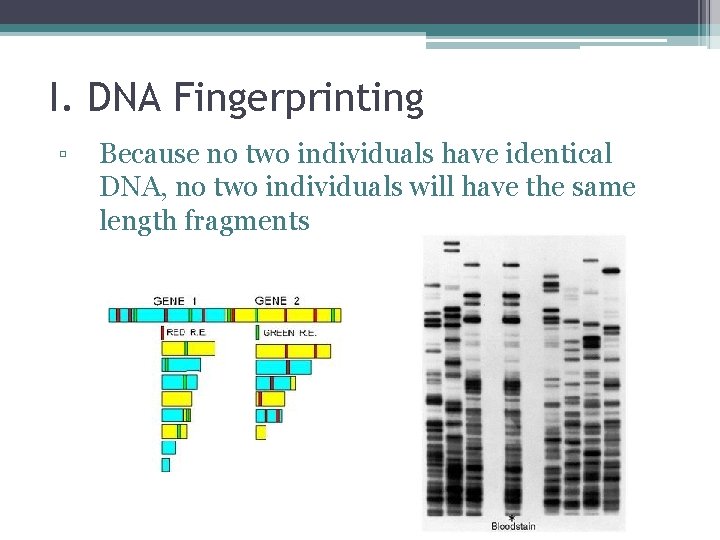 I. DNA Fingerprinting ▫ Because no two individuals have identical DNA, no two individuals
