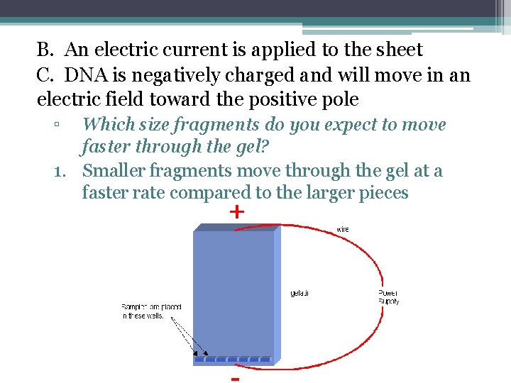 B. An electric current is applied to the sheet C. DNA is negatively charged