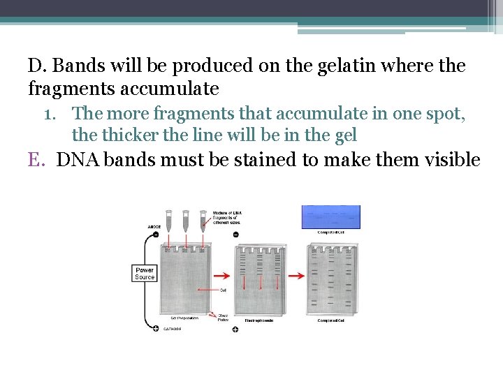 D. Bands will be produced on the gelatin where the fragments accumulate 1. The