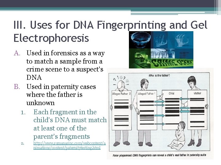 III. Uses for DNA Fingerprinting and Gel Electrophoresis A. Used in forensics as a