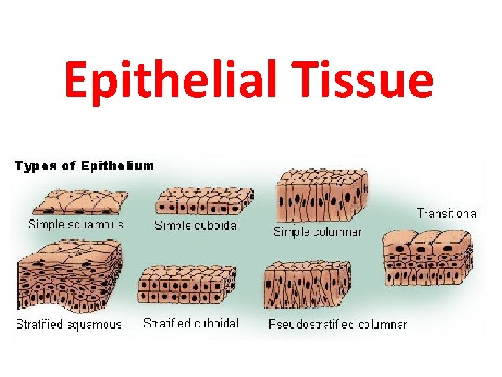 Epithelial Tissue 