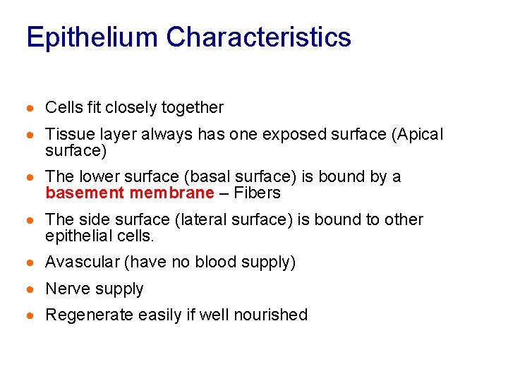 Epithelium Characteristics · Cells fit closely together · Tissue layer always has one exposed