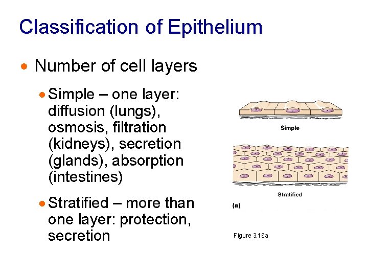 Classification of Epithelium · Number of cell layers · Simple – one layer: diffusion
