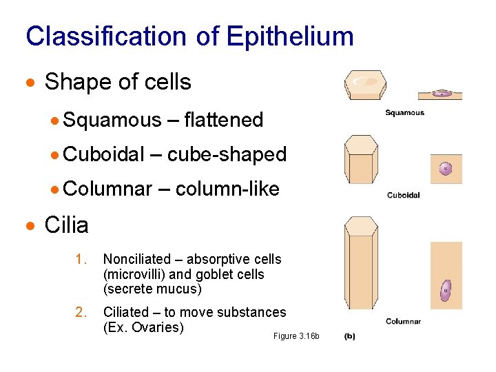 Classification of Epithelium · Shape of cells · Squamous – flattened · Cuboidal –