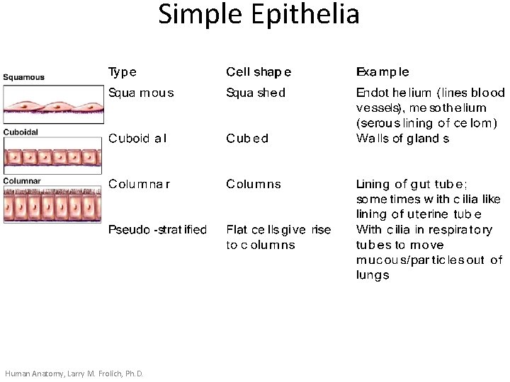Simple Epithelia Human Anatomy, Larry M. Frolich, Ph. D. 