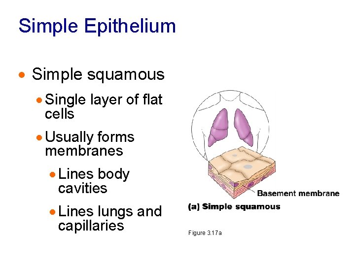 Simple Epithelium · Simple squamous · Single layer of flat cells · Usually forms