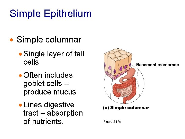 Simple Epithelium · Simple columnar · Single layer of tall cells · Often includes