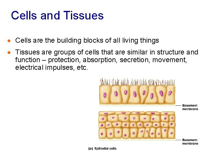 Cells and Tissues · Cells are the building blocks of all living things ·