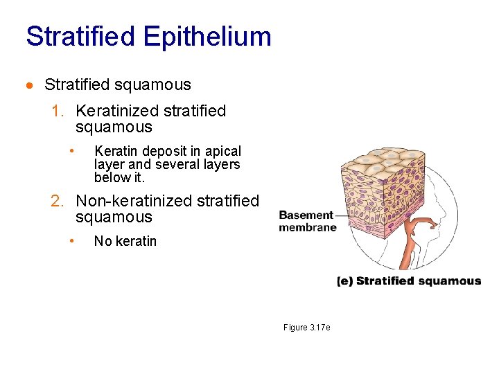 Stratified Epithelium · Stratified squamous 1. Keratinized stratified squamous • Keratin deposit in apical