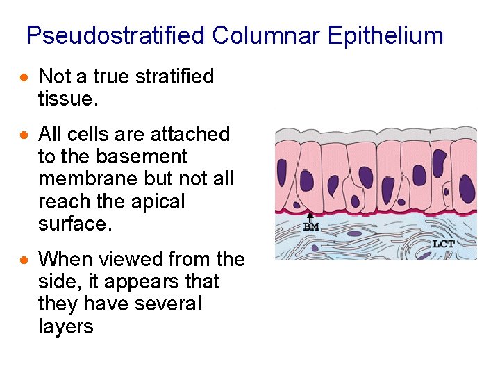 Pseudostratified Columnar Epithelium · Not a true stratified tissue. · All cells are attached