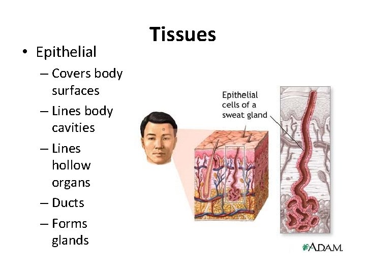  • Epithelial – Covers body surfaces – Lines body cavities – Lines hollow