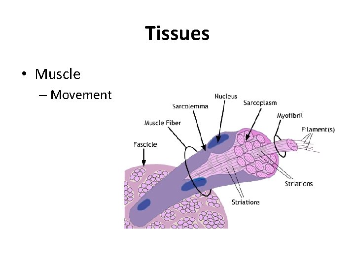 Tissues • Muscle – Movement 