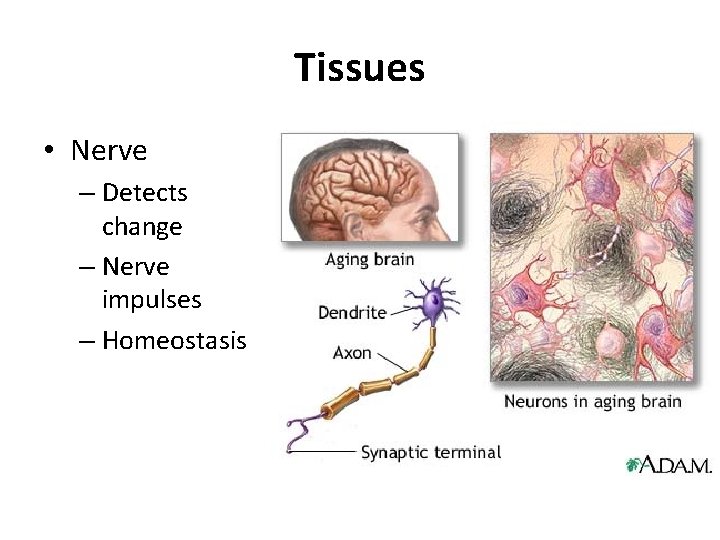 Tissues • Nerve – Detects change – Nerve impulses – Homeostasis 