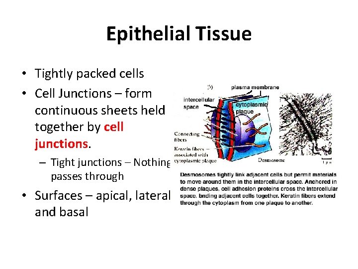 Epithelial Tissue • Tightly packed cells • Cell Junctions – form continuous sheets held