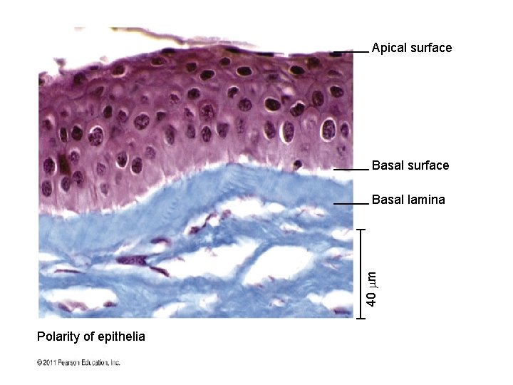 Apical surface Basal surface 40 m Basal lamina Polarity of epithelia 