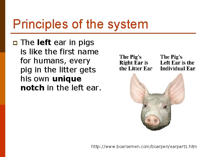Principles of the system p The left ear in pigs is like the first