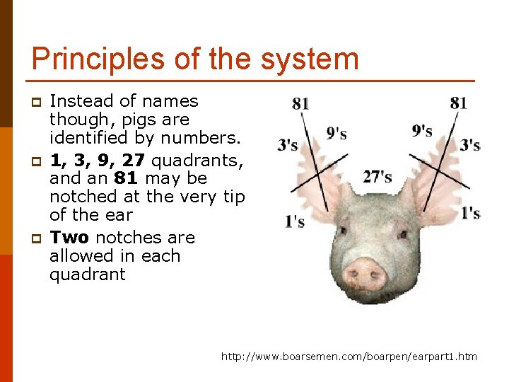 Principles of the system p p p Instead of names though, pigs are identified