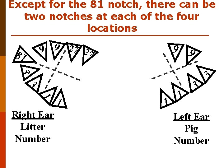 Except for the 81 notch, there can be two notches at each of the
