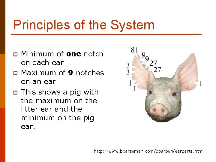 Principles of the System p p p Minimum of one notch on each ear