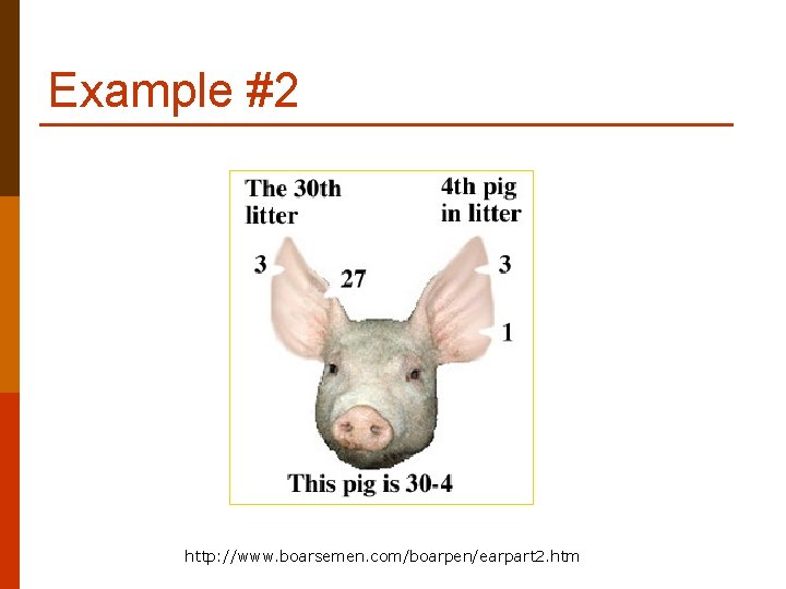 Example #2 http: //www. boarsemen. com/boarpen/earpart 2. htm 