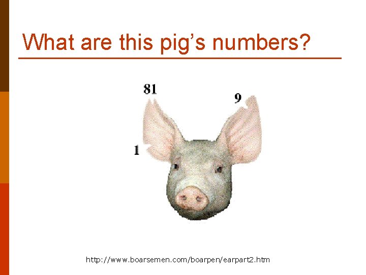 What are this pig’s numbers? http: //www. boarsemen. com/boarpen/earpart 2. htm 