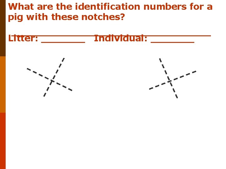 What are the identification numbers for a pig with these notches? Litter: _______ Individual: