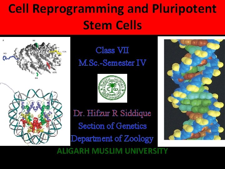 Cell Reprogramming and Pluripotent Stem Cells Class VII M. Sc. -Semester IV Dr. Hifzur
