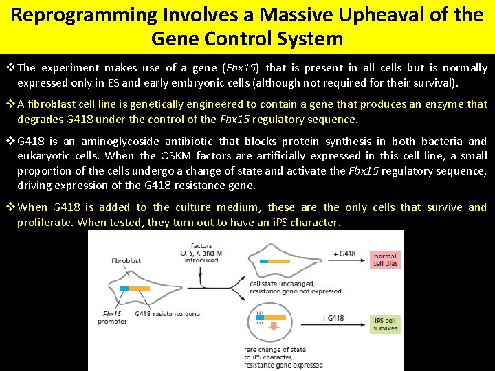 Reprogramming Involves a Massive Upheaval of the Gene Control System v The experiment makes