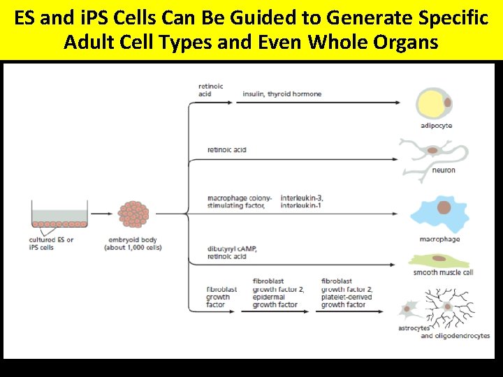 ES and i. PS Cells Can Be Guided to Generate Specific Adult Cell Types